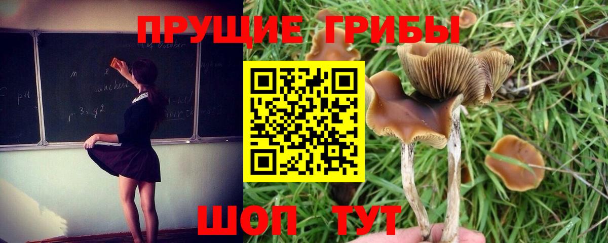 Псилоцибиновые грибы Psilocybine cubensis Елец